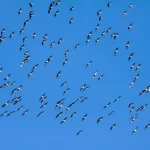 Study reveals migratory birds are becoming hesitant and confused due to solar storms and adverse space conditions.